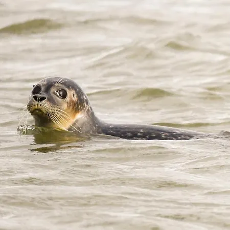 La Précieuse En Front De Appartamento Woignarue